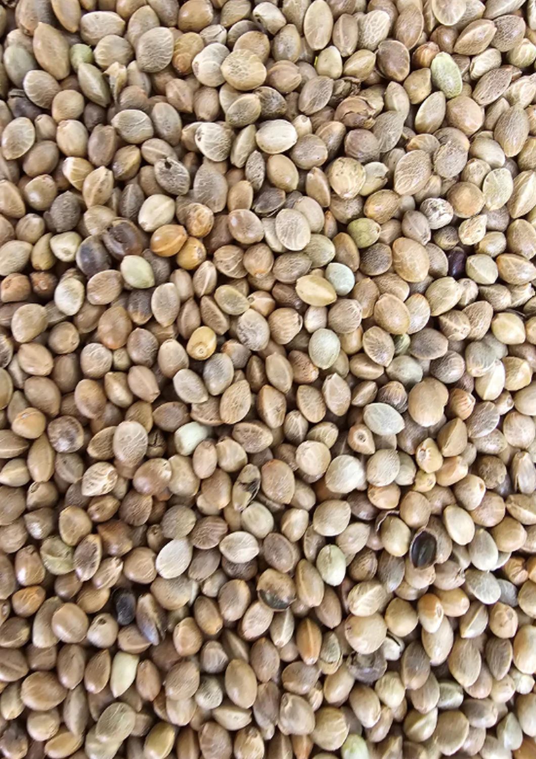 Monster Kempzaad 1000Gr Hennepzaad