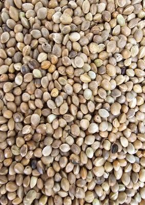Monster Kempzaad 1000Gr Hennepzaad