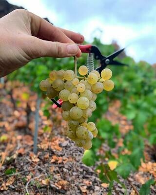 Riesling 2024 droog-Dr. Crusius (Nahe)