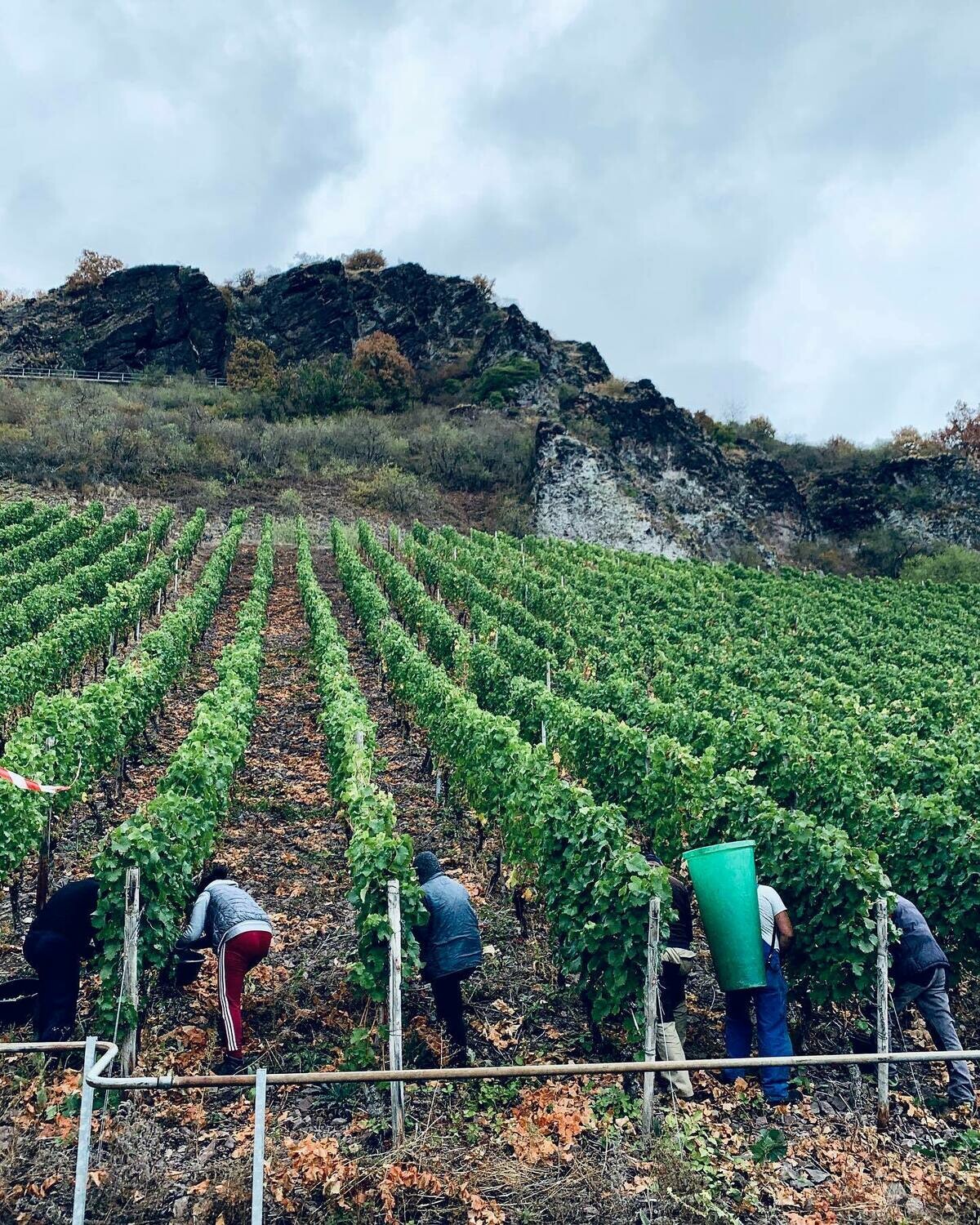 Riesling 2024 droog-Dr. Crusius (Nahe)