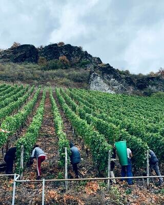 Riesling 2023 droog-Dr. Crusius (Nahe)