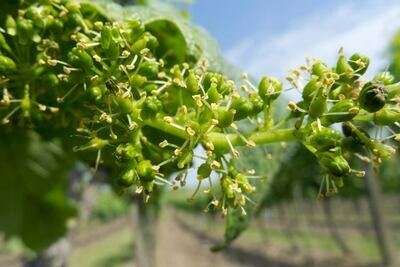 Sauvignon Blanc 2022 droog Mosbacher (Pfalz)