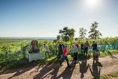 Riesling 2021 droog Basalt-Mosbacher (Pfalz)
