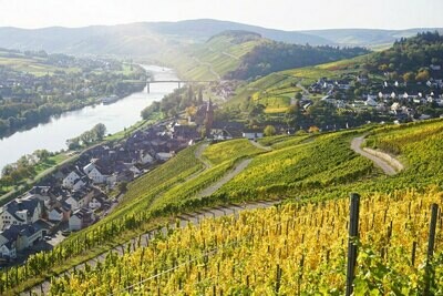 Riesling Kabinett 2022-Schloss  Lieser (Mosel)