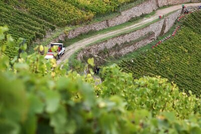 Riesling 2024 droog Estate Rüdesheim-Georg Breuer (Rheingau)