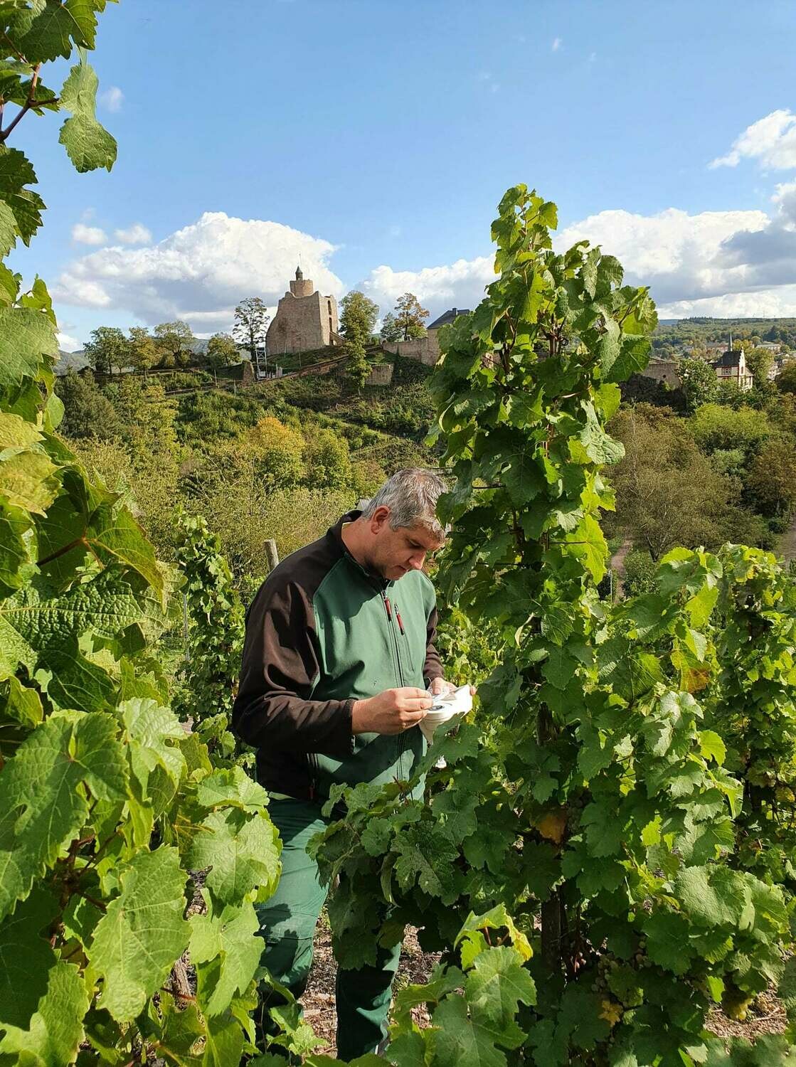 Riesling Kabinett 2014 Rausch-Zilliken (Saar) Riesling Kabinett 2014 Rausch-Zilliken (Saar)