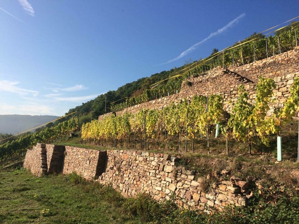 Riesling 2018 droog Grosses Gewächs Berg Kaisersteinfels-Leitz (Rheingau) Riesling 2018 droog Grosses Gewächs Berg Kaisersteinfels-Leitz (Rheingau)