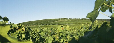 Pinot noir-Grosses Gewächs-2022 droog Feuerberg Kesselberg-Bercher (Baden)