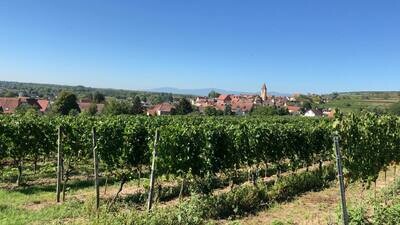 Rosé 2023 droog  Burkheim-Bercher (Baden)