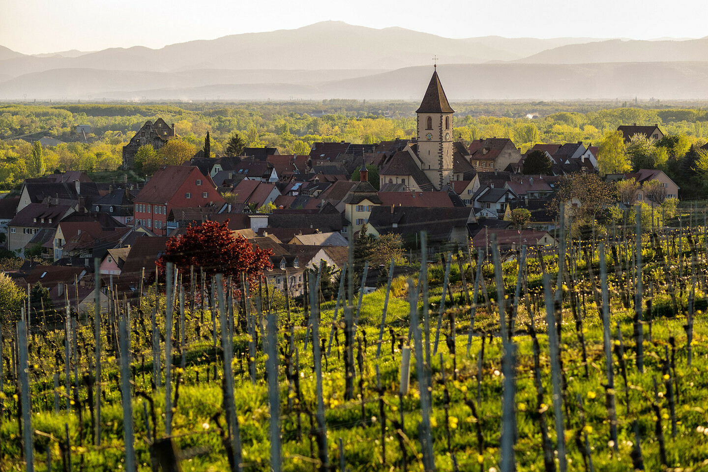 Pinot gris 2021 droog Grosses Gewächs Feuerberg-Bercher (Baden)