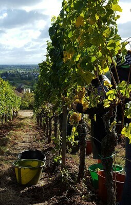 Chardonnay 2021 droog SP-Pfeffingen (Pfalz)