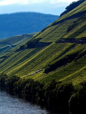 Riesling Kabinett 2023 Juffer-Fritz Haag (Mosel)