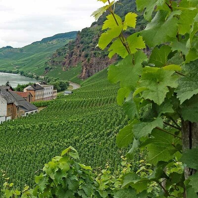 Riesling 2022 droog Grosses Gewächs Felsenberg-Dr. Crusius (Nahe) Riesling 2022 droog Grosses Gewächs Felsenberg-Dr. Crusius (Nahe)