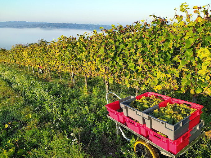 Pinot blanc 2023 droog Reicholzheimer-Schlör (Baden)