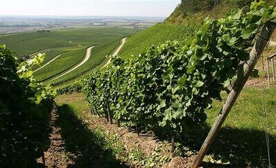 Silvaner 2022 droog Grosses Gewächs Iphofen Julius Echter Berg-Hans Wirsching (Franken)