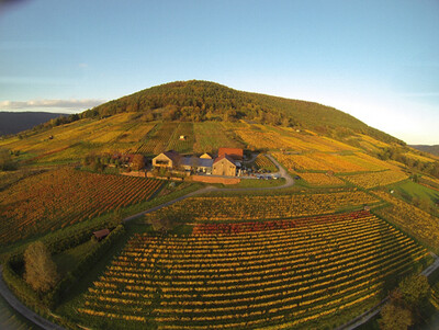 Pinot noir 2023 droog Erste Lage Burgstadter Berg-Rudolf  Fürst (Franken)