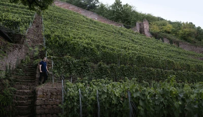Pinot noir 2021 droog Klingenberger-Rudolf Fürst (Franken)