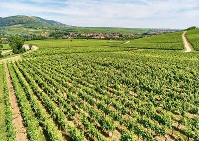 Chardonnay 2020 droog Rosenberg-Dr. Wehrheim (Pfalz)