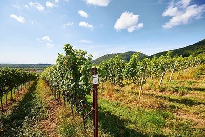Pinot noir 2016 droog Erste Lage Schelmenstück-Siegrist (Pfalz)