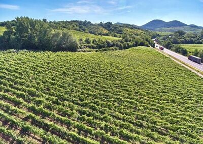 Pinot Noir 2020 droog Grosses Gewächs Im Sonnenschein-Dr. Wehrheim (Pfalz)