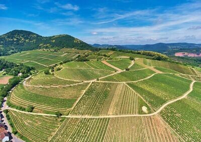 Pinot Noir 2019 droog Grosses Gewächs Kastanienbusch Köppel-Dr. Wehrheim (Pfalz)