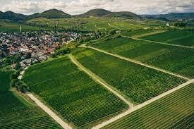 Pinot blanc 2020 droog Grosses Gewächs Kalmit-Kranz (Pfalz)