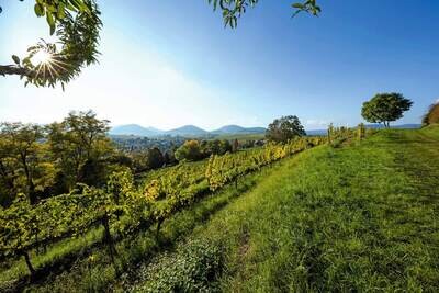 Pinot noir 2018 droog Ilbesheim-Kranz (Pfalz)