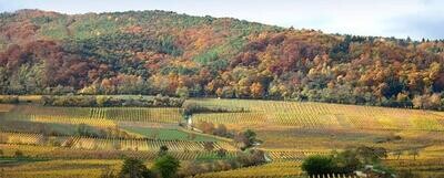 Riesling 2021 droog Wachenheim-Dr. Bürklin Wolf (Pfalz) Riesling 2021 droog Wachenheim-Dr. Bürklin Wolf (Pfalz)