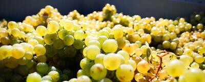 Riesling 2022 Jean Baptist-Gunderloch (Rheinhessen)