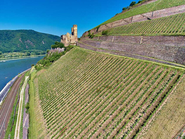 Riesling 2018 droog Grosses Gewächs Berg Schlossberg-Leitz (Rheingau) Riesling 2018 droog Grosses Gewächs Berg Schlossberg-Leitz (Rheingau)