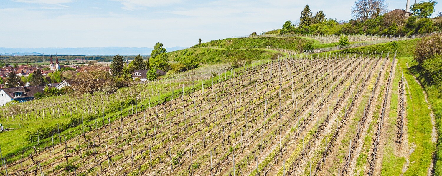 Chardonnay 2021 droog Roter Berg Fritz Wassmer (Baden)