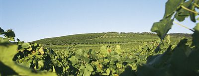 Pinot Gris-2022 droog-Bercher (Baden)