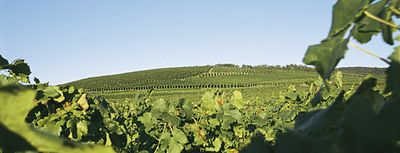 Pinot blanc-2022 droog Burkheim Bercher