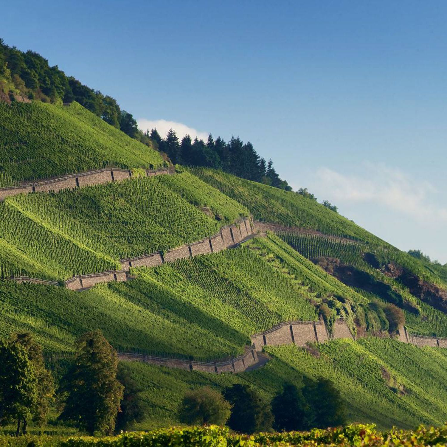 Riesling-Auslese-2004 Brauneberg Juffer Sonnenuhr Fritz Haag (Mosel)