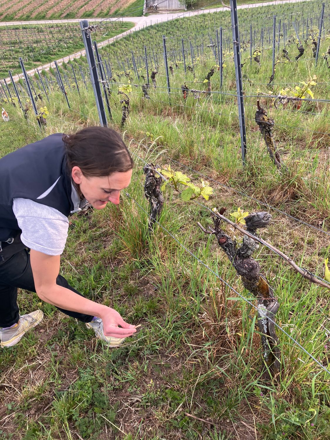 Riesling 2022 droog Nonnenberg-Georg Breuer (Rheingau)