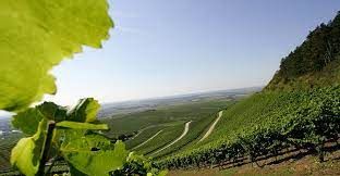 Silvaner-Ortswein-2022 droog Keuper-Juliusspital (Franken)