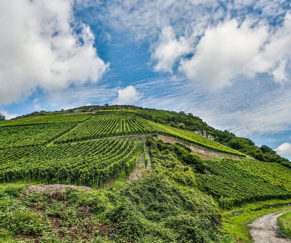 Riesling-Trockenbeerenauslese-2006 0,375 l Bacharach Hahn Toni Jost (Mittelrhein)
