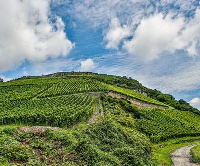 Riesling-Trockenbeerenauslese-2006 0,375 l Bacharach Hahn Toni Jost (Mittelrhein)