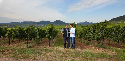 Pinot blanc 2021 droog Kalkgestein-Münzberg (Pfalz)