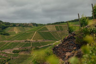Frühburgunder-Walporzheim-2020 droog Kreuzberg -Ahr