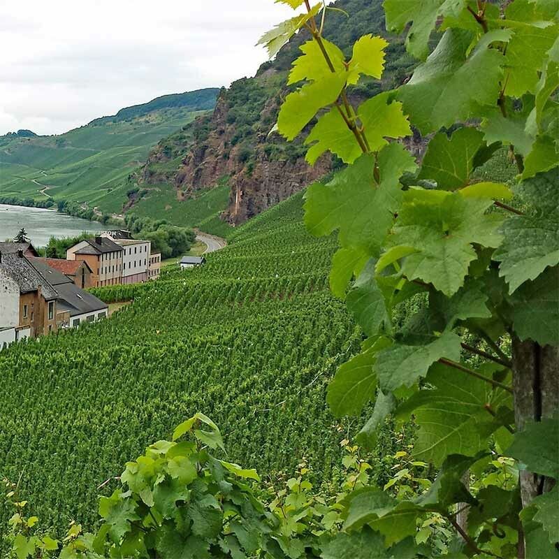 Pinot noir-2022 droog Nelles-Ahr