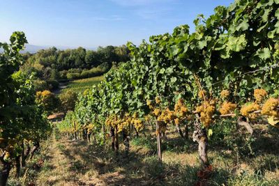 Riesling-Grosses Gewächs-2018 droog Oestrich Doosberg-Peter Jacob Kühn (Rheingau) Riesling-Grosses Gewächs-2018 droog Oestrich Doosberg-Peter Jacob Kühn (Rheingau)