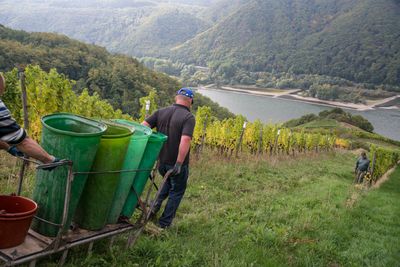 Riesling-Lorcher Schlossberg -2024 droog -August Kesseler-Rheingau Riesling-Lorcher Schlossberg -2024 droog -August Kesseler-Rheingau