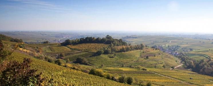 Pinot blanc-Grosses Gewächs-2020 droog Mandelberg-Rebholz (Pfalz)