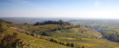 Pinot blanc-Grosses Gewächs-2020 droog Mandelberg-Rebholz (Pfalz)