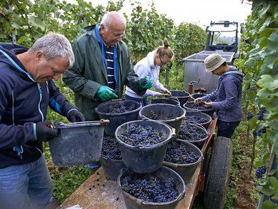 Pinot noir-Grosses Gewächs-2018 droog Duttweiler Kalkberg Bergdolt (Pfalz) Pinot noir-Grosses Gewächs-2018 droog Duttweiler Kalkberg Bergdolt (Pfalz)