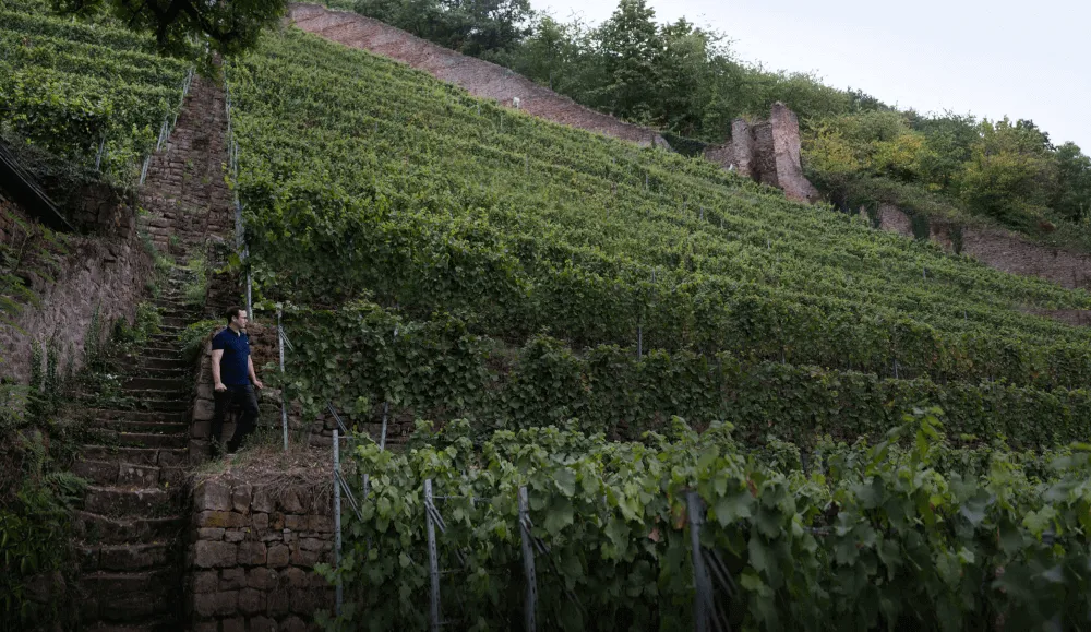 Pinot Noir-Grosses Gewächs-2013 droog Schlossberg -Dr.Heger (Baden)