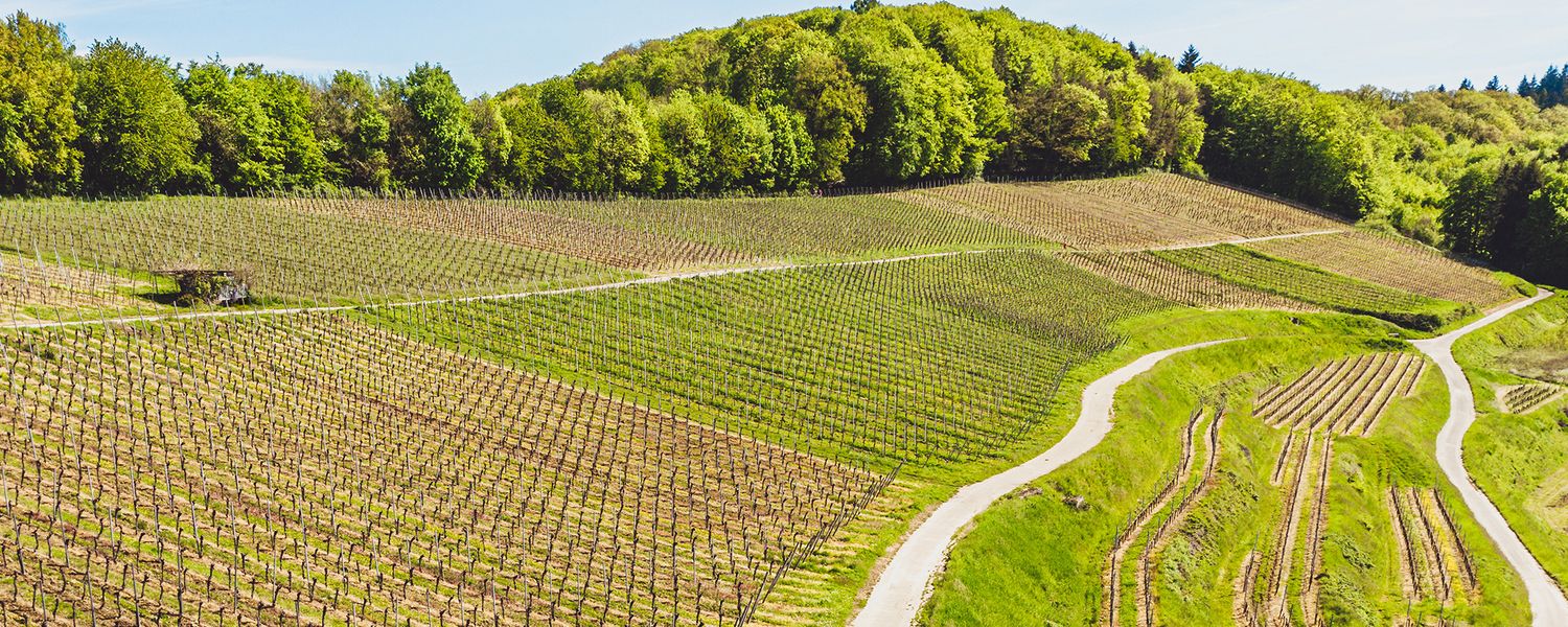 Pinot blanc 2024 droog Traisen-Dr. Crusius (Nahe)