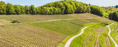 Pinot blanc 2024 droog Traisen-Dr. Crusius (Nahe)