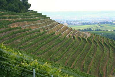 Lemberger 2017 droog Grosses Gewächs Ruthe-Von Neipperg (Württemberg)